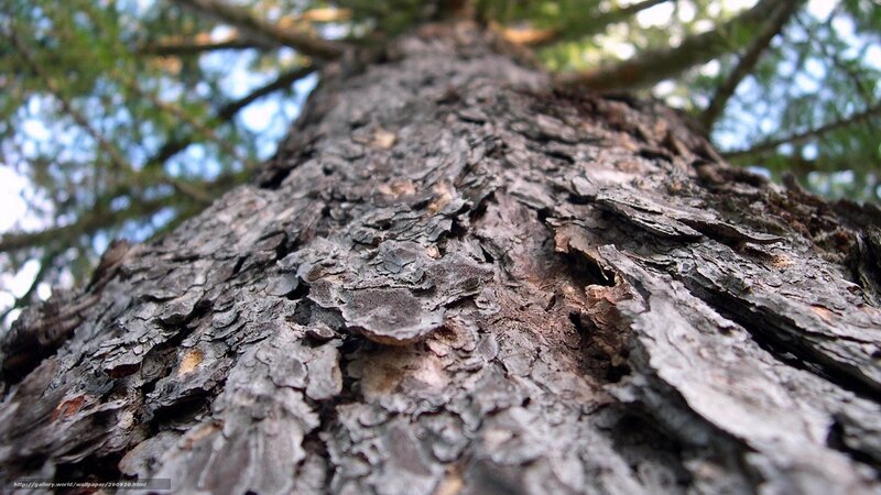 Close-up of Tree Bark — Brown, Natural, Afternoon, Photograph