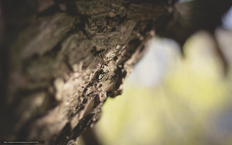 Close-up of Tree Bark — Brown, Natural, Afternoon, Photograph, Tree Bark