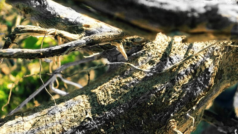 Close-up of Tree Bark — Brown, Natural, Afternoon, Photograph, Tree Branch