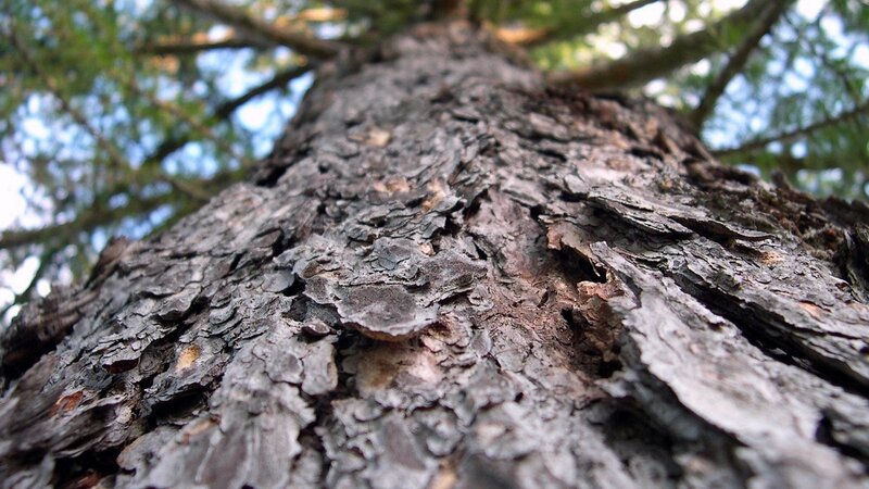 Close-up of Tree Bark — Brown, Natural, Afternoon, Photograph, Tree Trunk, Branches