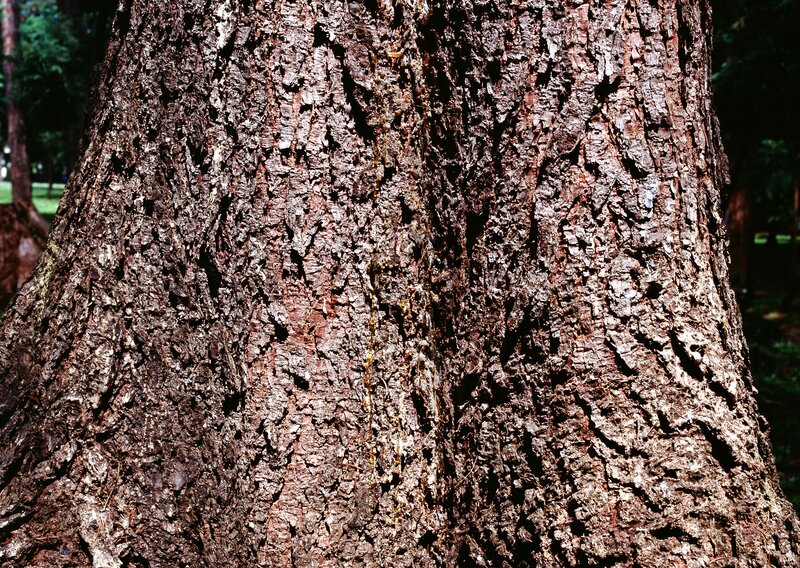 Close-up of Tree Bark — Brown, Natural, Afternoon, Photograph, Tree Trunk, Forest