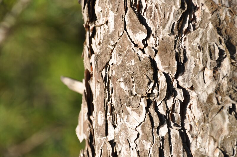 Close-up of Tree Bark — Brown, Natural, Afternoon, Photograph, Tree Trunk