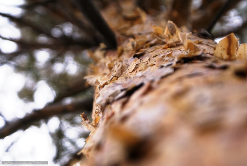 Close-up of Tree Bark — Brown, Natural, Autumn, Photograph
