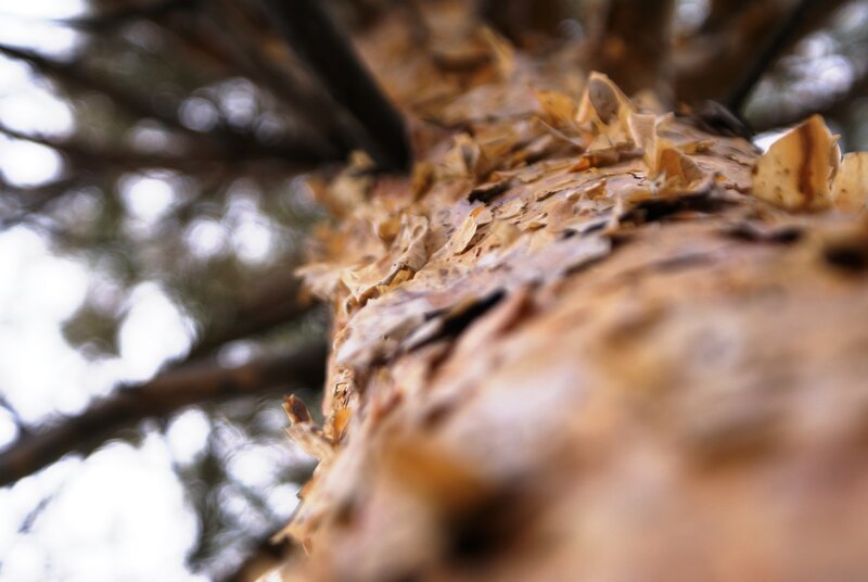Close-up of Tree Bark — Brown, Natural, Autumn