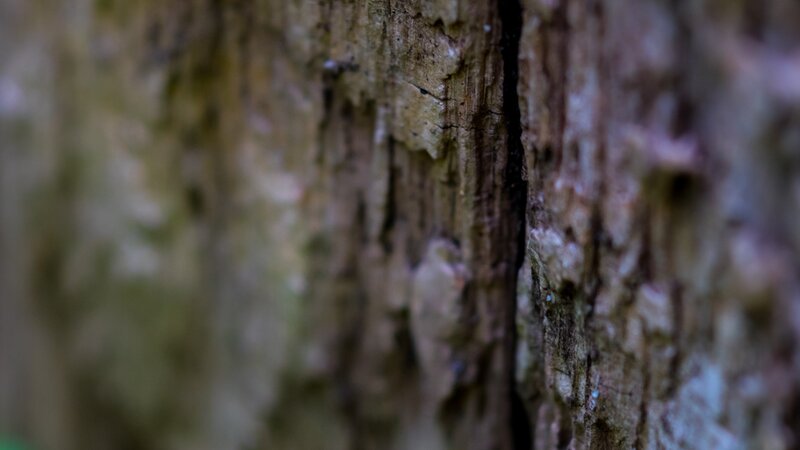 Close-up of Tree Bark — Brown, Natural, Photograph, Crack