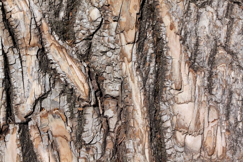 Close-up of Tree Bark — Brown, Natural, Photograph, Cracks