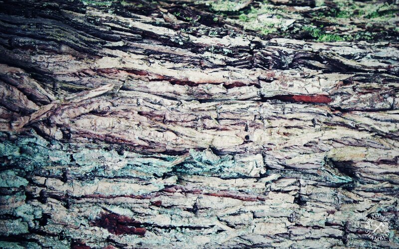 Close-up of Tree Bark — Brown, Natural, Photograph, Moss, Lichen