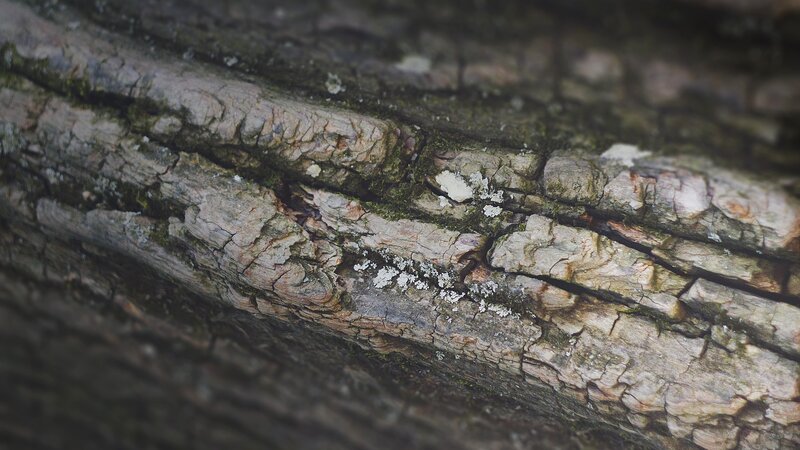 Close-up of Tree Bark — Brown, Natural, Photograph, Moss