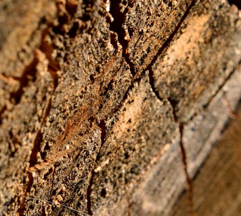 Close-up of Tree Bark — Brown, Natural