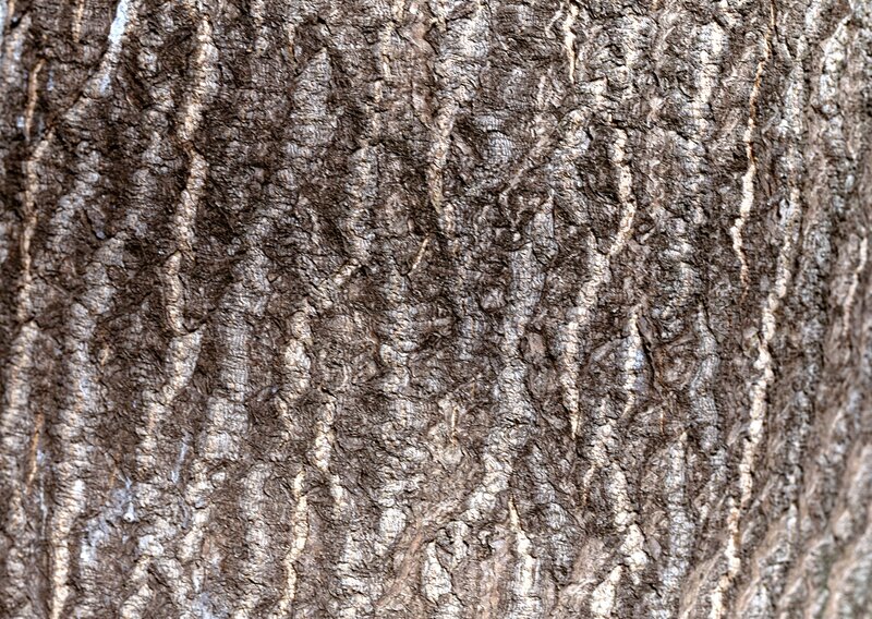 Close-up of Tree Bark — Brown, Photograph