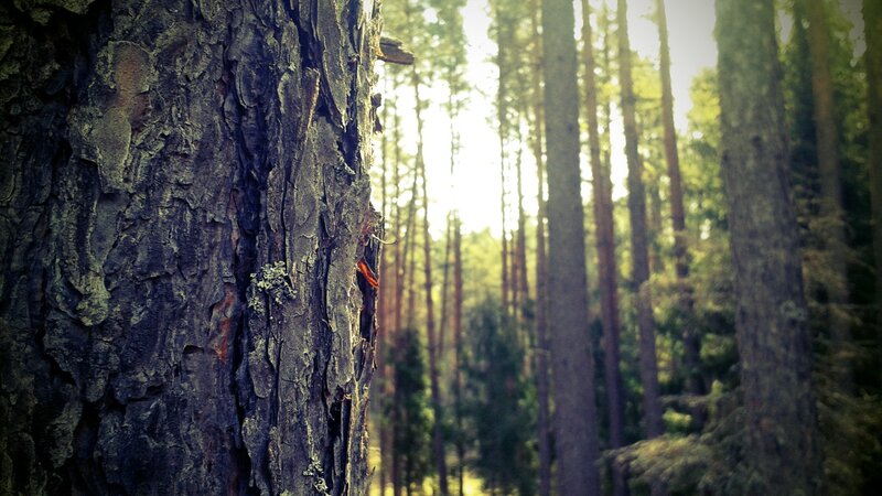 Close-up of Tree Bark — Brown, Serene