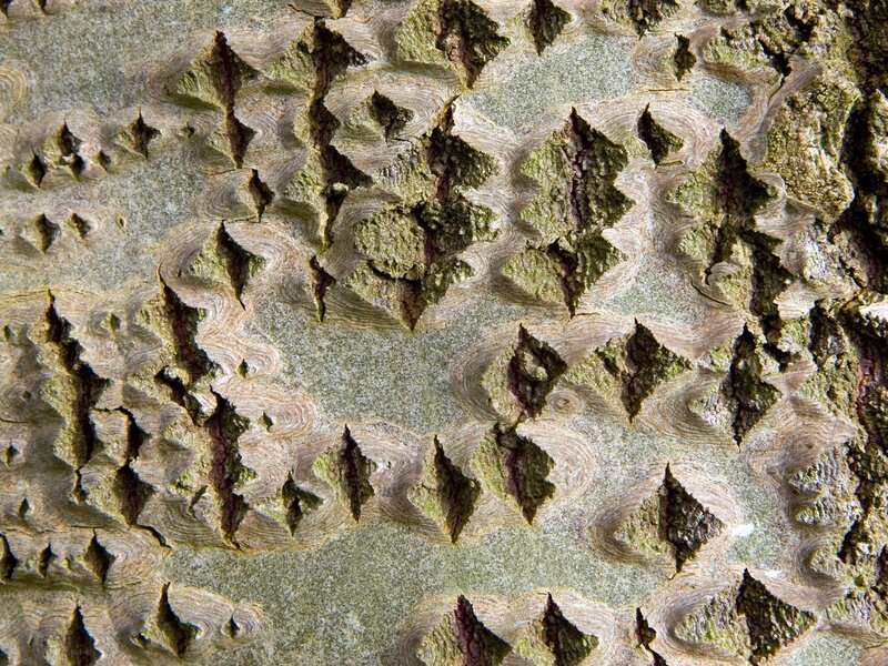 Close-up of Tree Bark — Brown, Textured