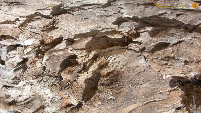 Close-up of Tree Bark — Brown