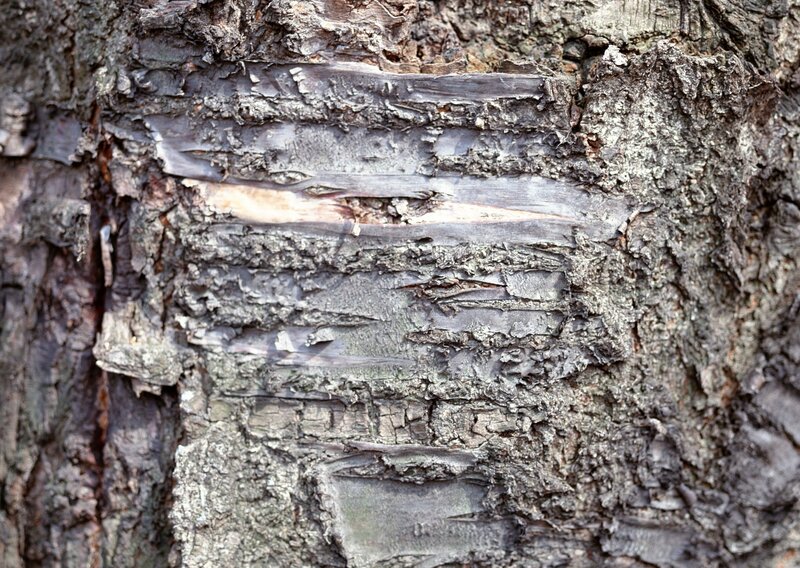 Close-up of Tree Bark — Cracks