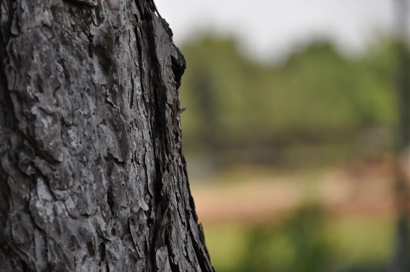 Close-up of Tree Bark — Gray, Calm