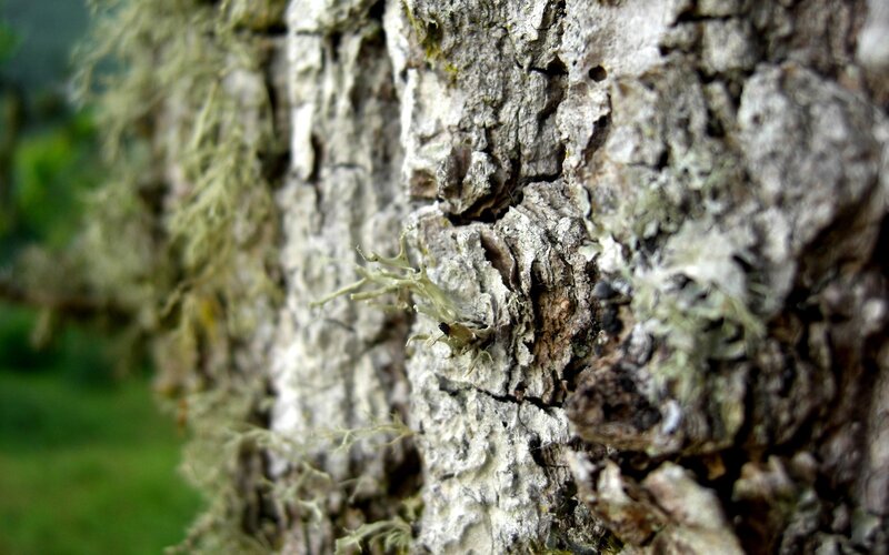 Close-up of Tree Bark — Gray, Natural, Photograph, Lichen