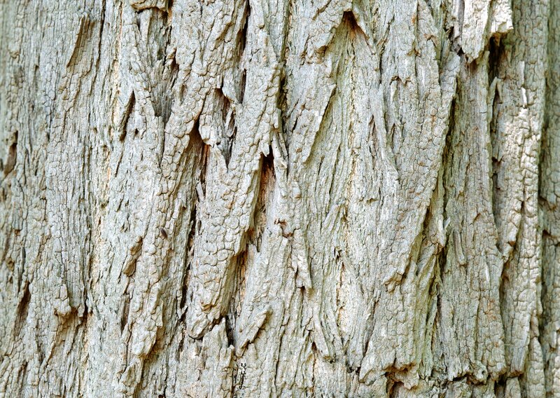 Close-up of Tree Bark — Gray, Natural