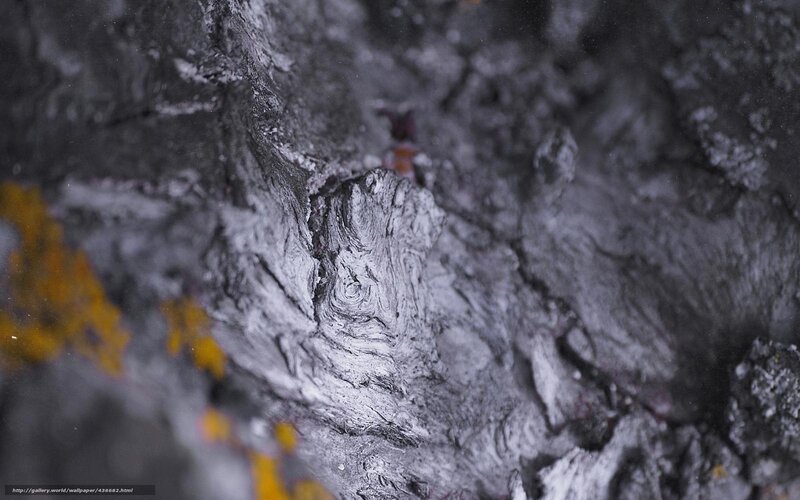 Close-up of Tree Bark — Gray, Textured, Photograph