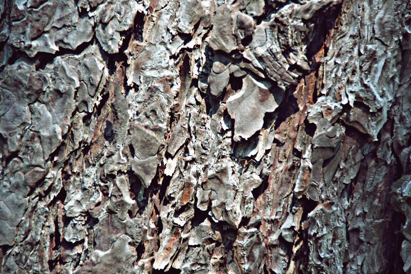 Close-up of Tree Bark — Gray, Textured