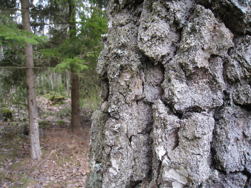 Close-up of Tree Bark — Gray