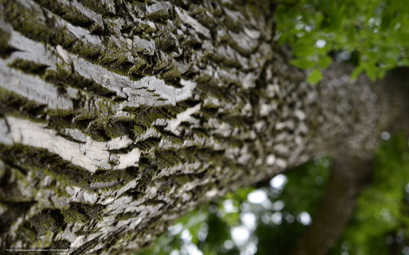 Close-up of Tree Bark — Green, Natural