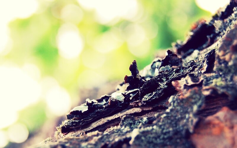 Close-up of Tree Bark — Green