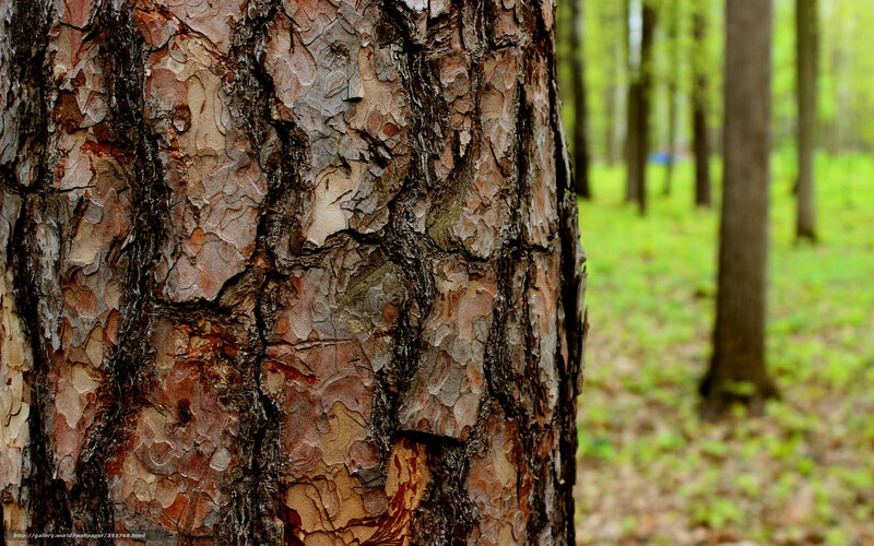 Close-up of tree bark in forest
