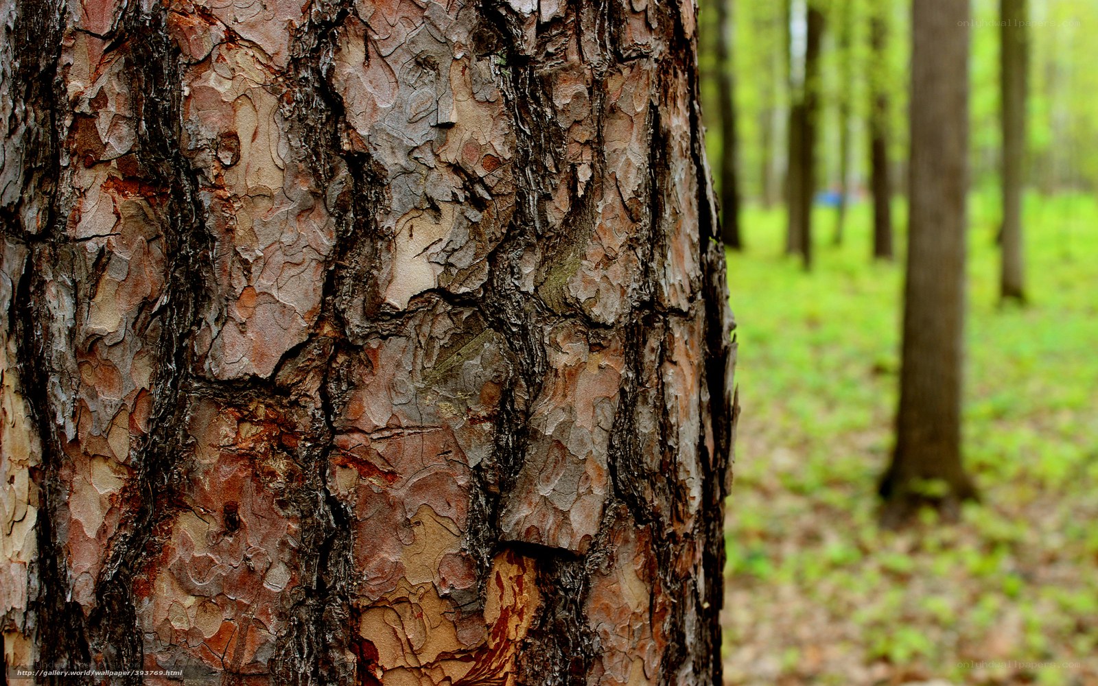 Close-up of tree bark in forest
