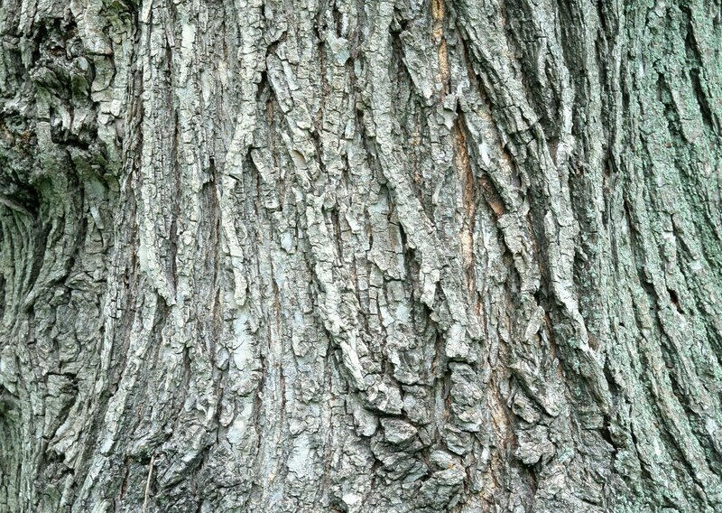Close-up of Tree Bark — Natural