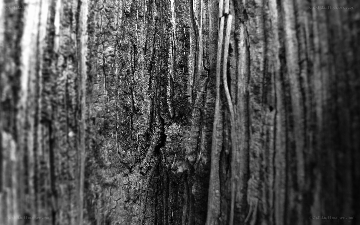 close-up of tree bark texture
