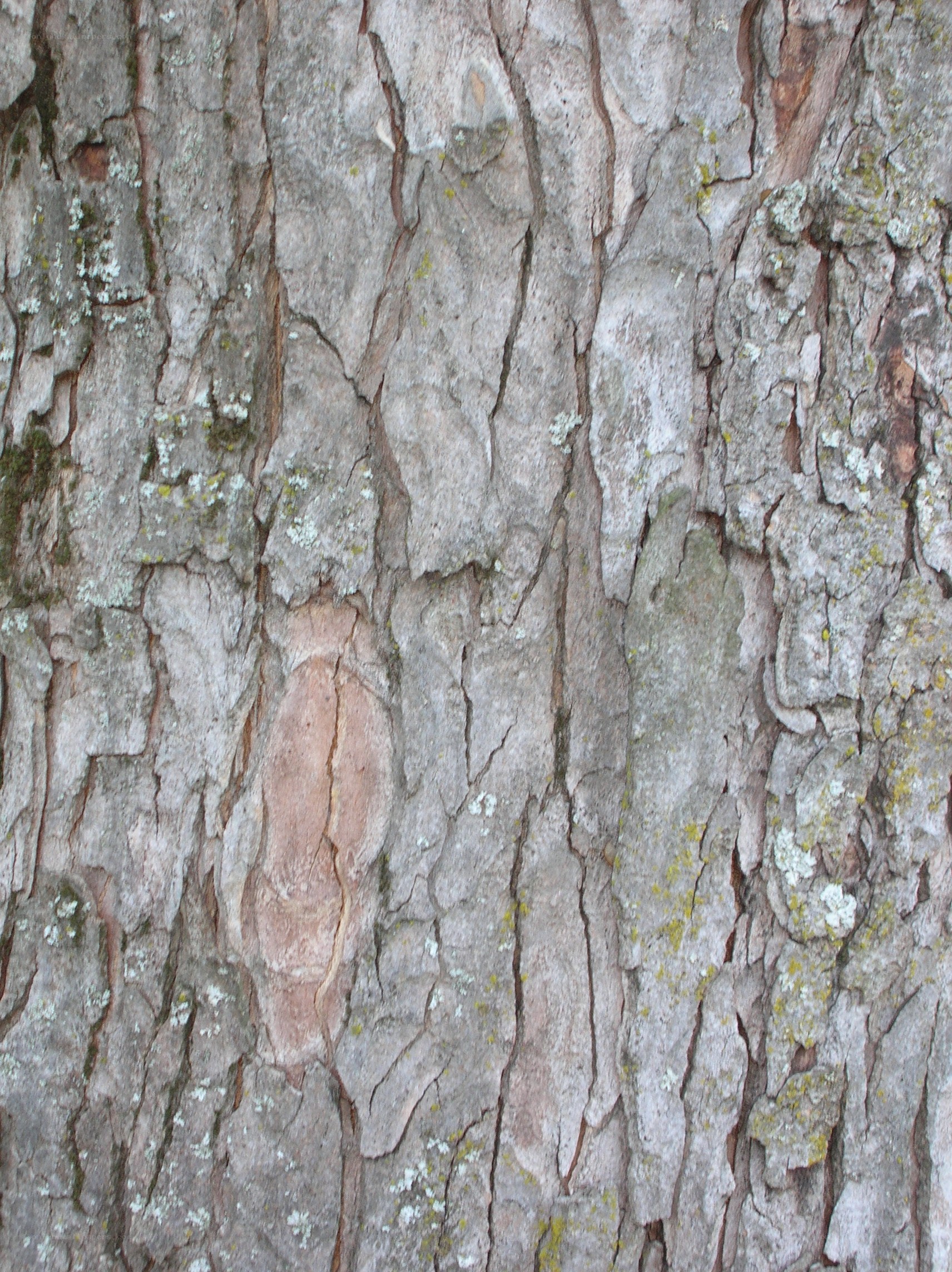 close-up of tree bark texture