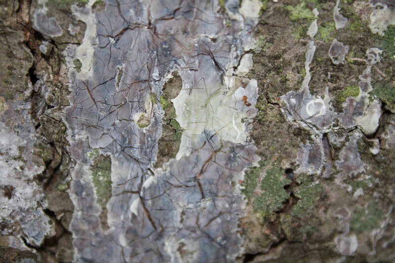close-up of tree bark texture