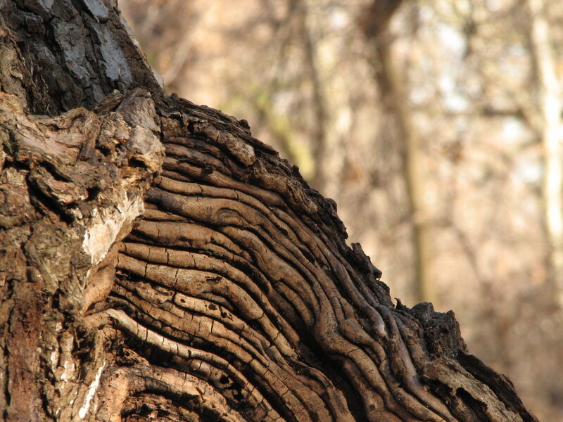 close-up of tree bark texture
