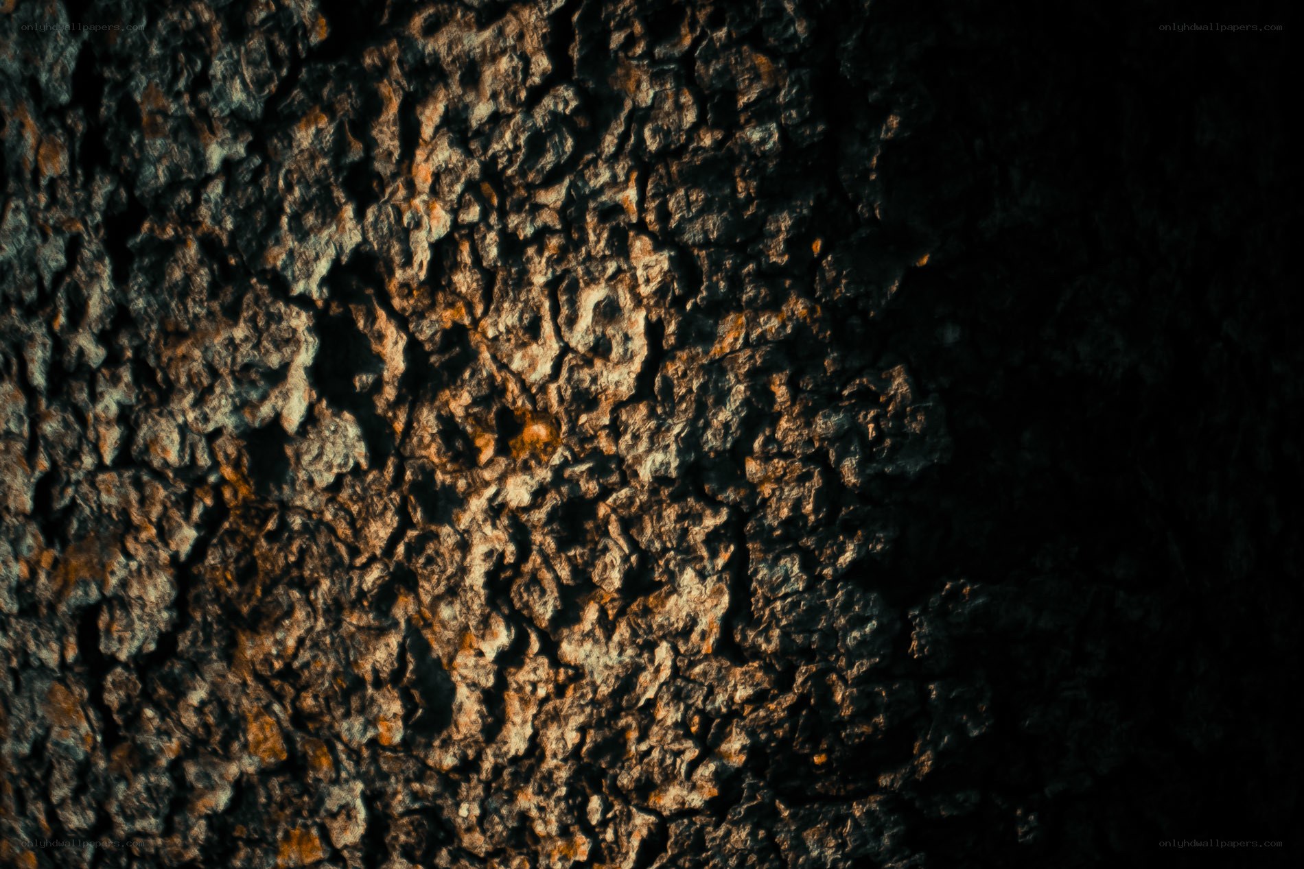 close-up of tree bark texture