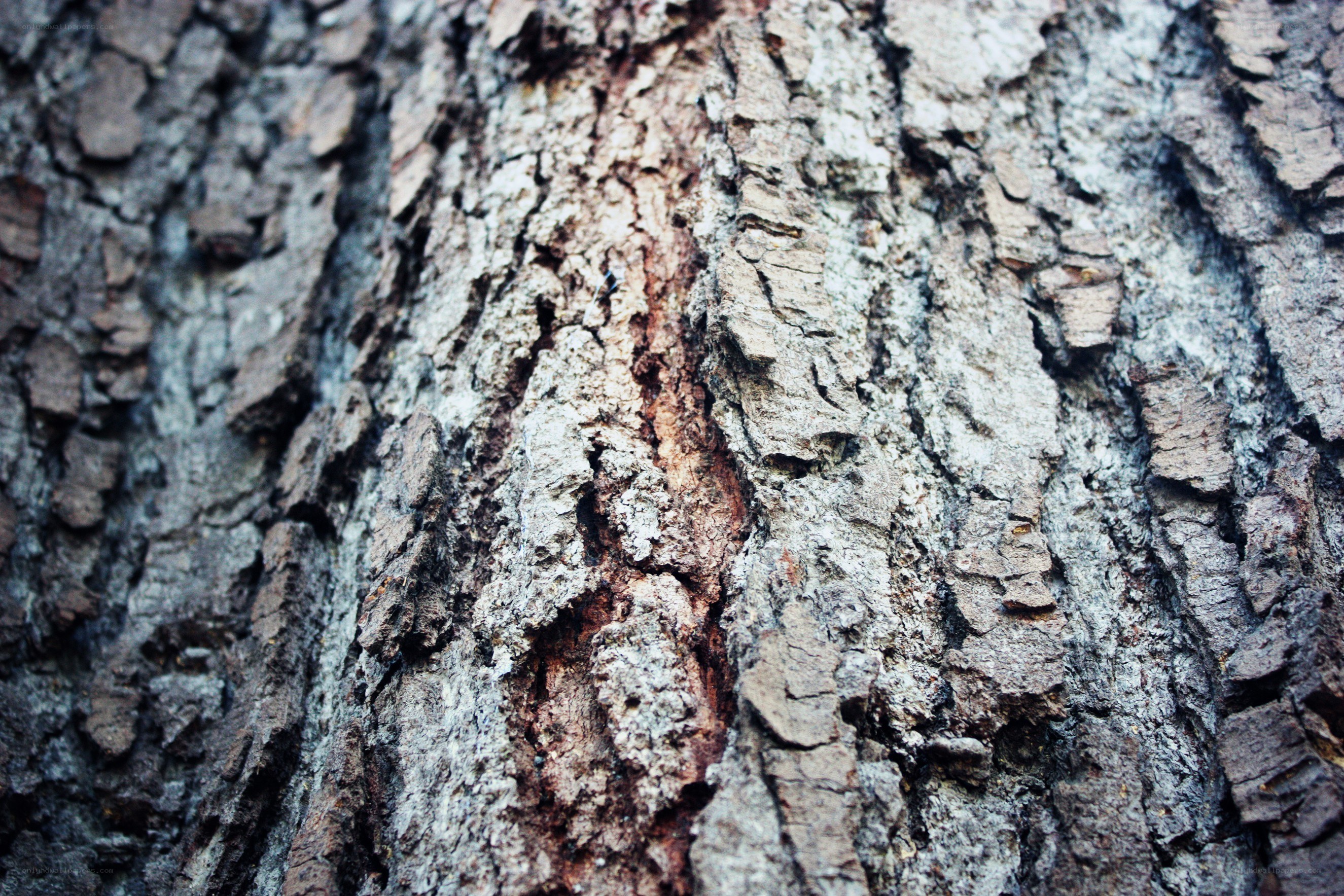 close-up of tree bark texture