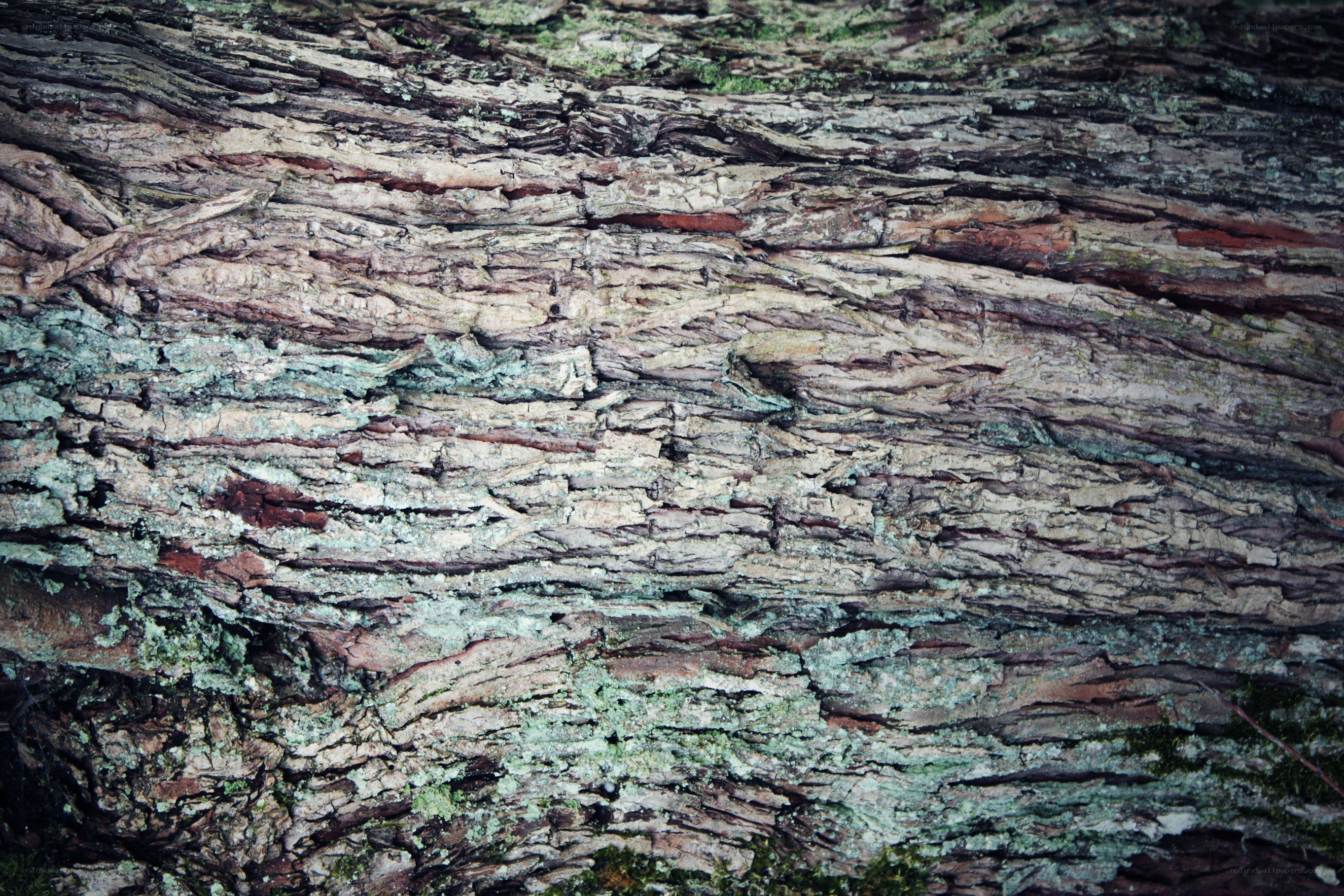 close-up of tree bark texture