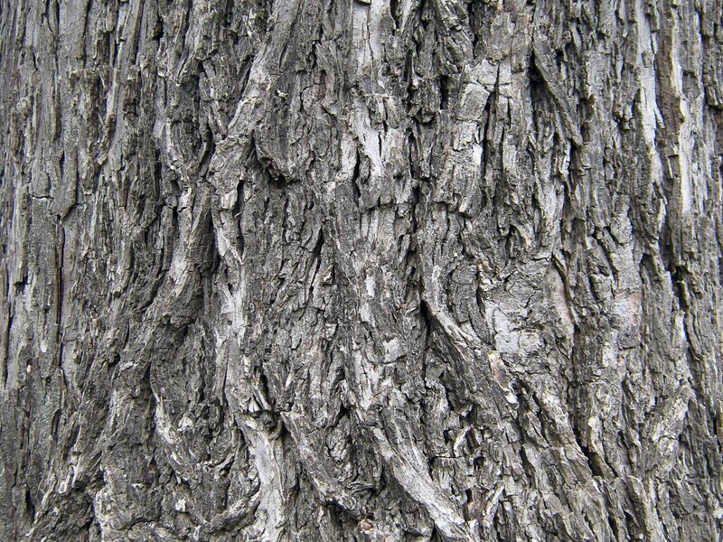 close-up of tree bark texture