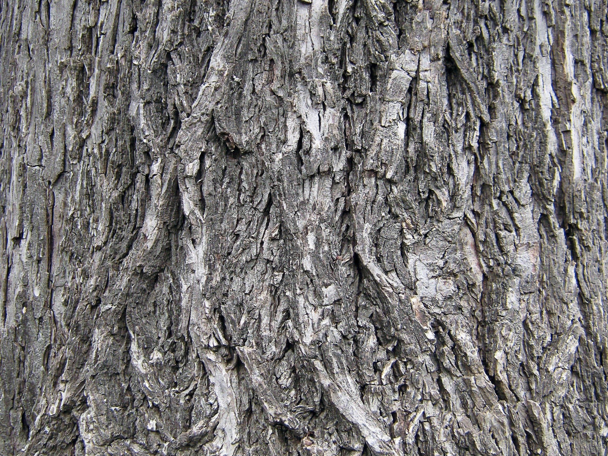 close-up of tree bark texture
