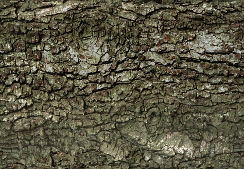 close-up of tree bark texture