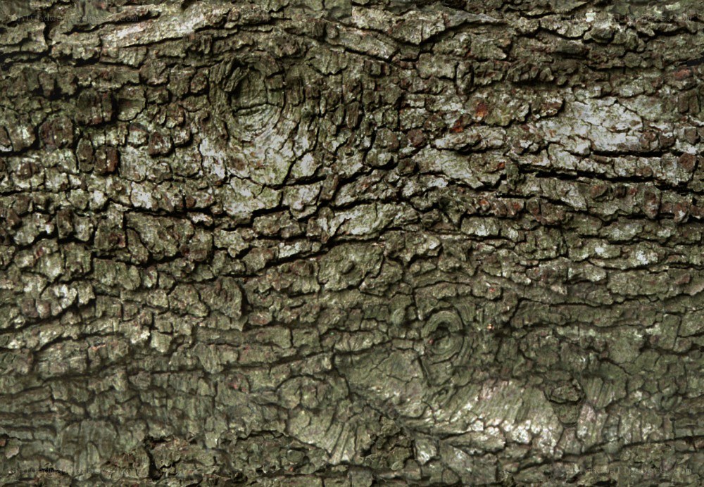 close-up of tree bark texture