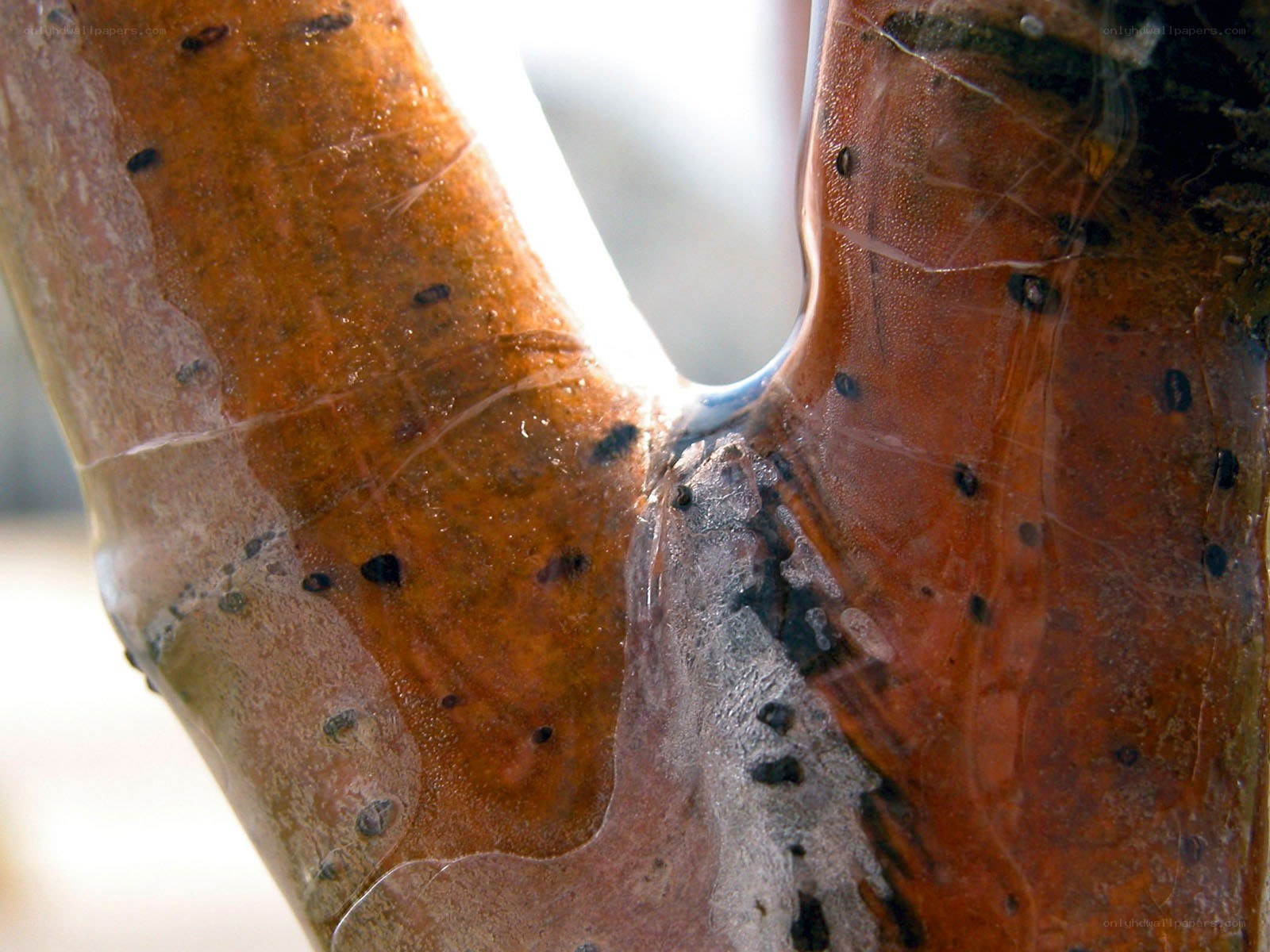 Close-up of tree bark texture