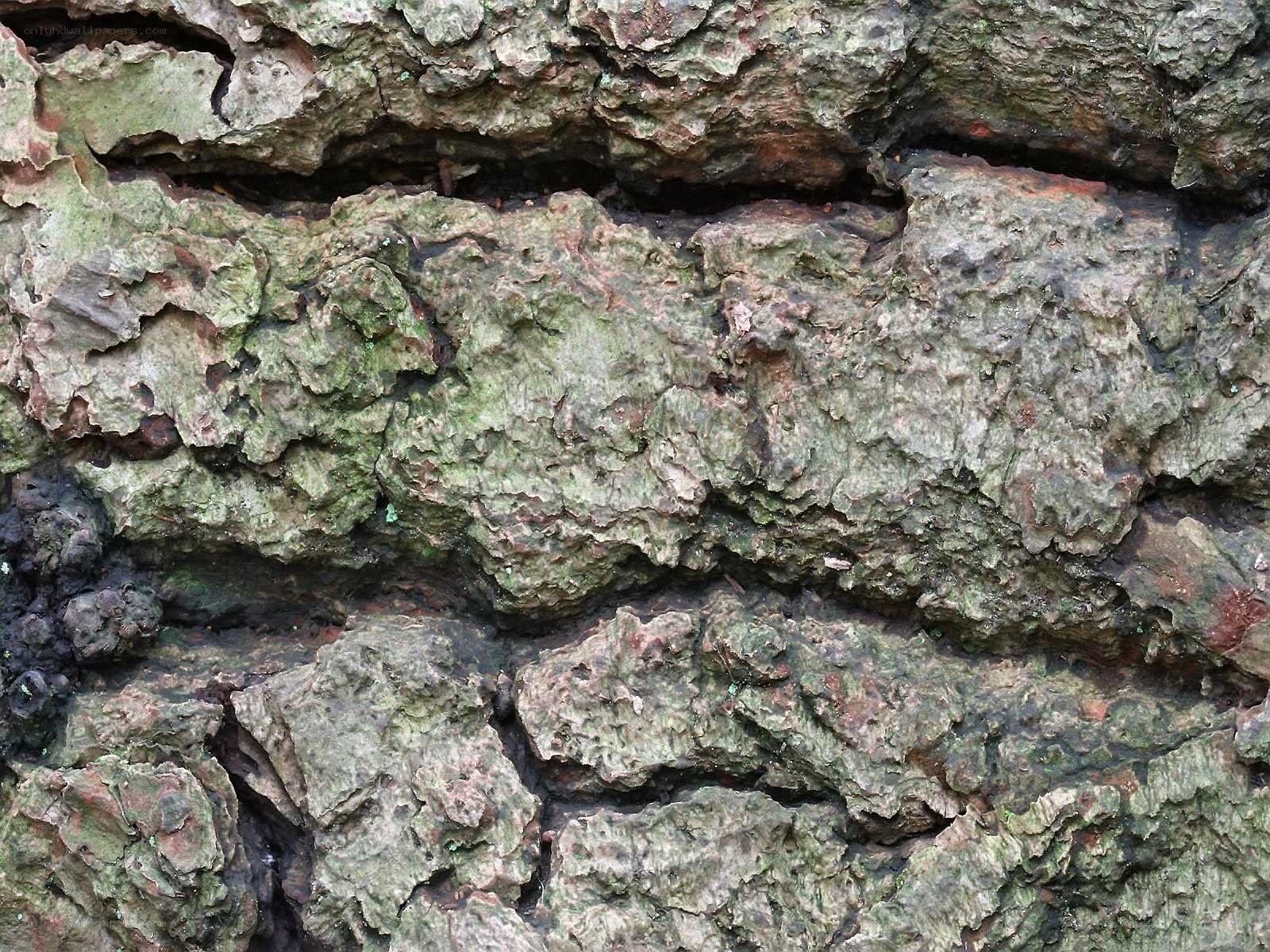 close-up of tree bark texture
