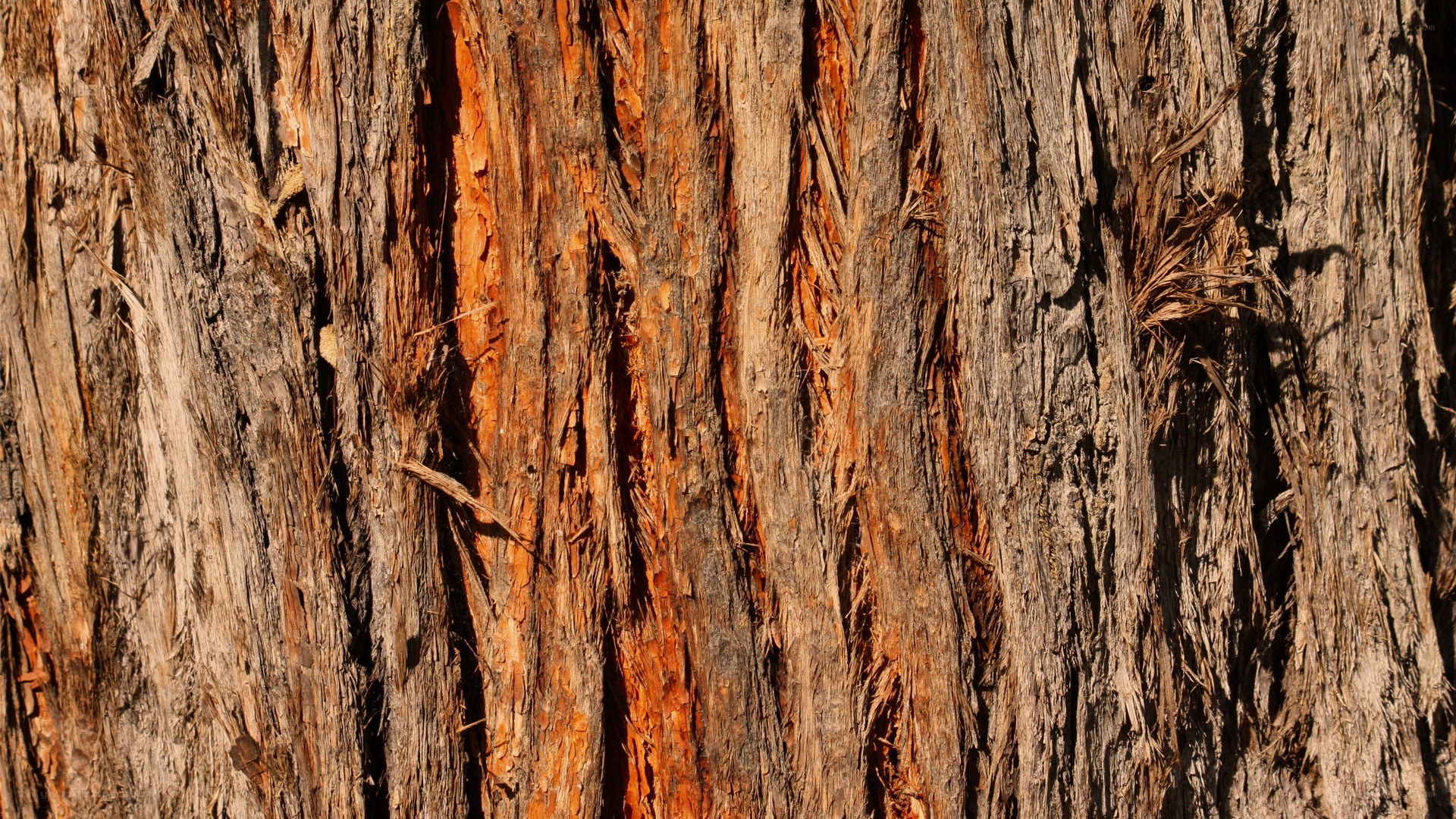 close-up of tree bark texture