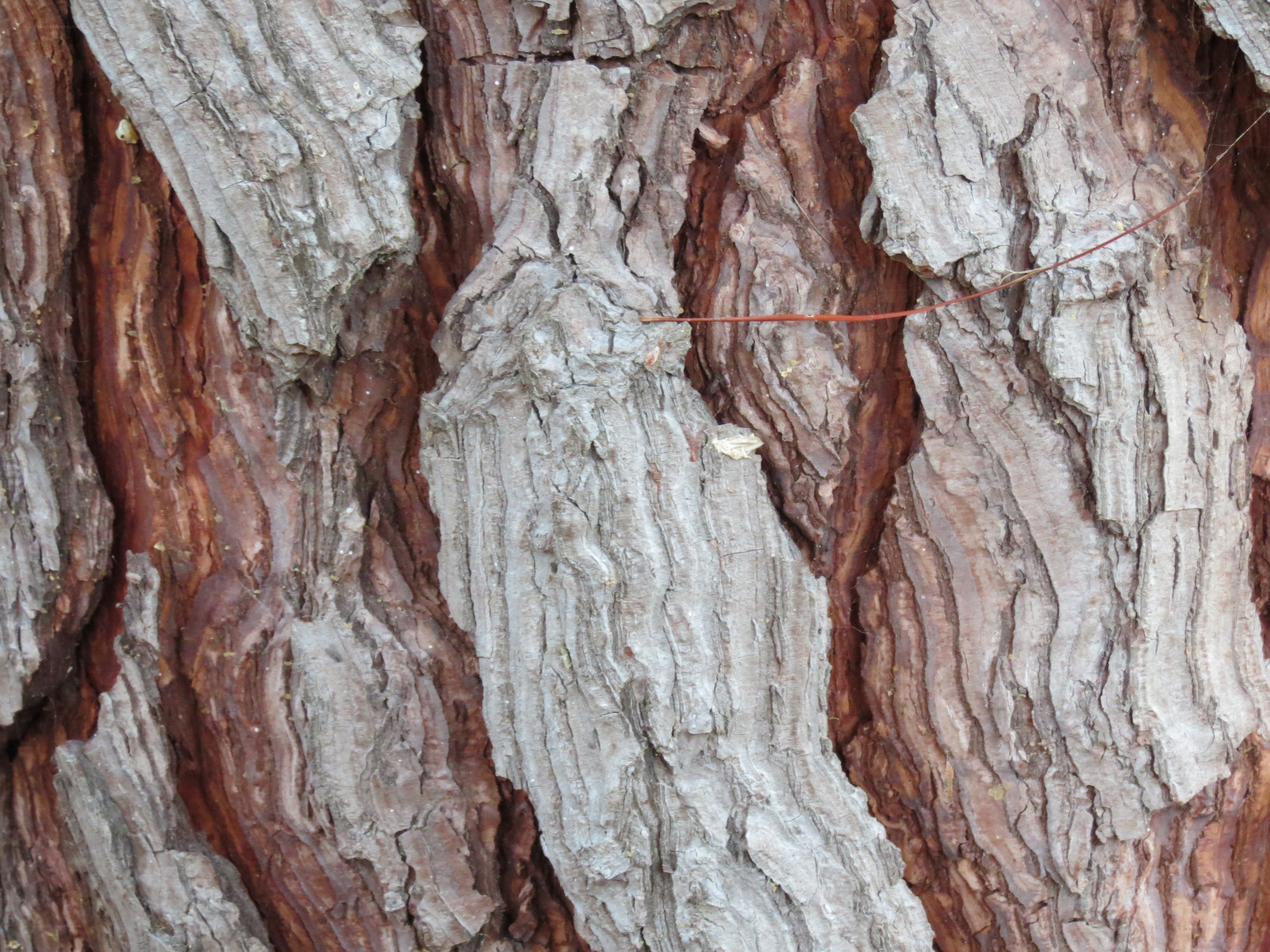 close-up of tree bark texture