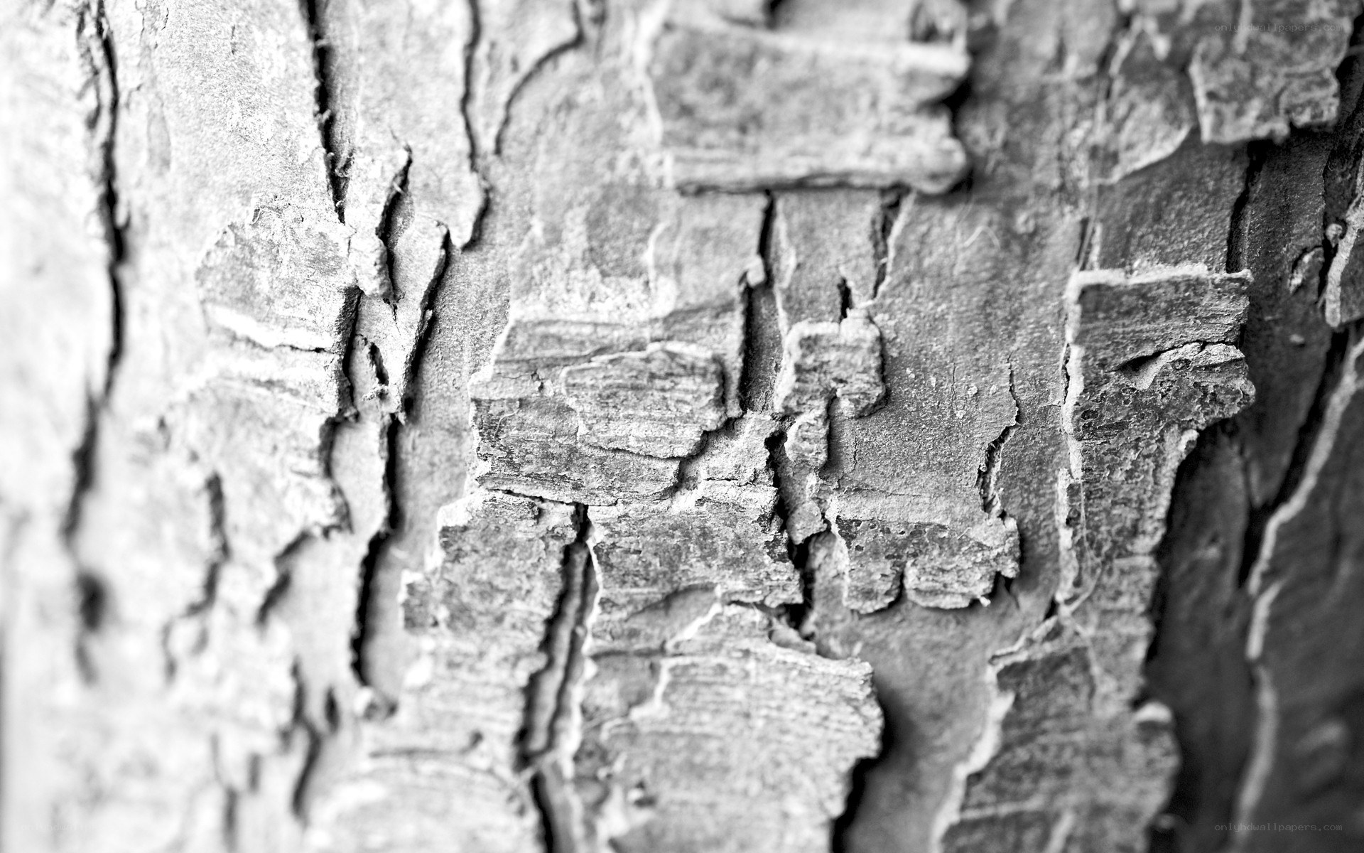 close-up of tree bark texture