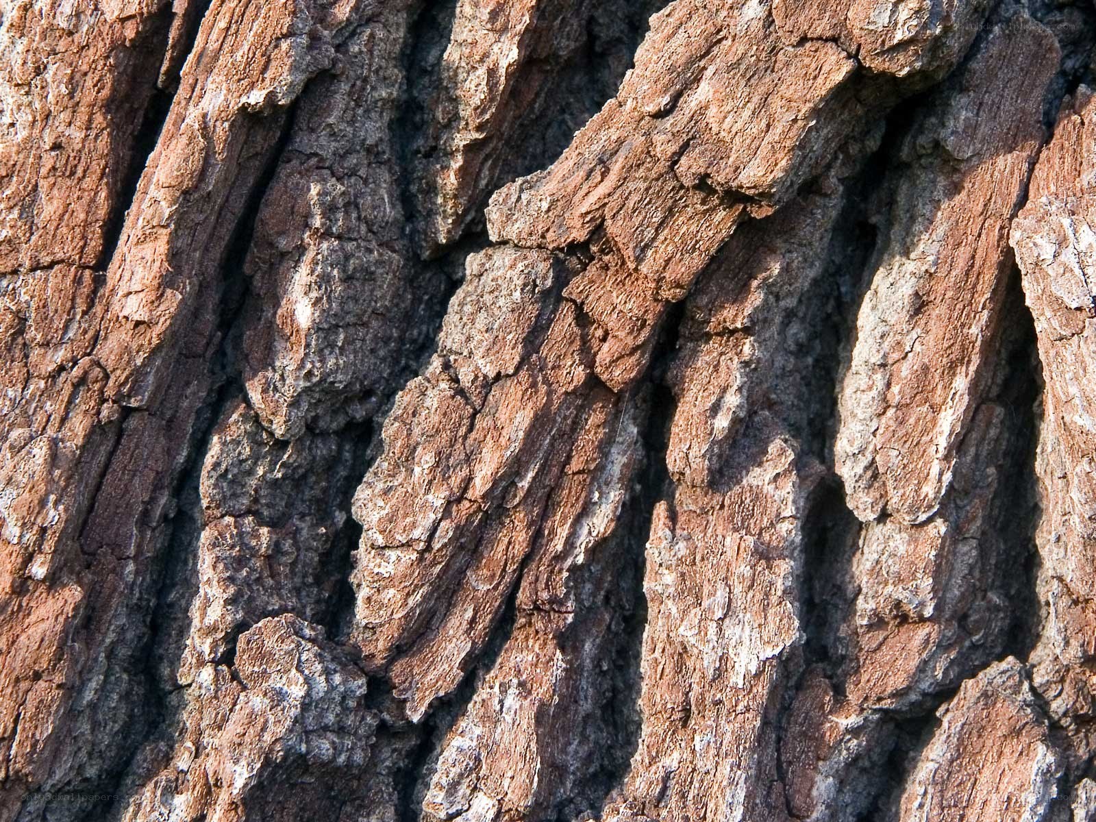 close-up of tree bark texture