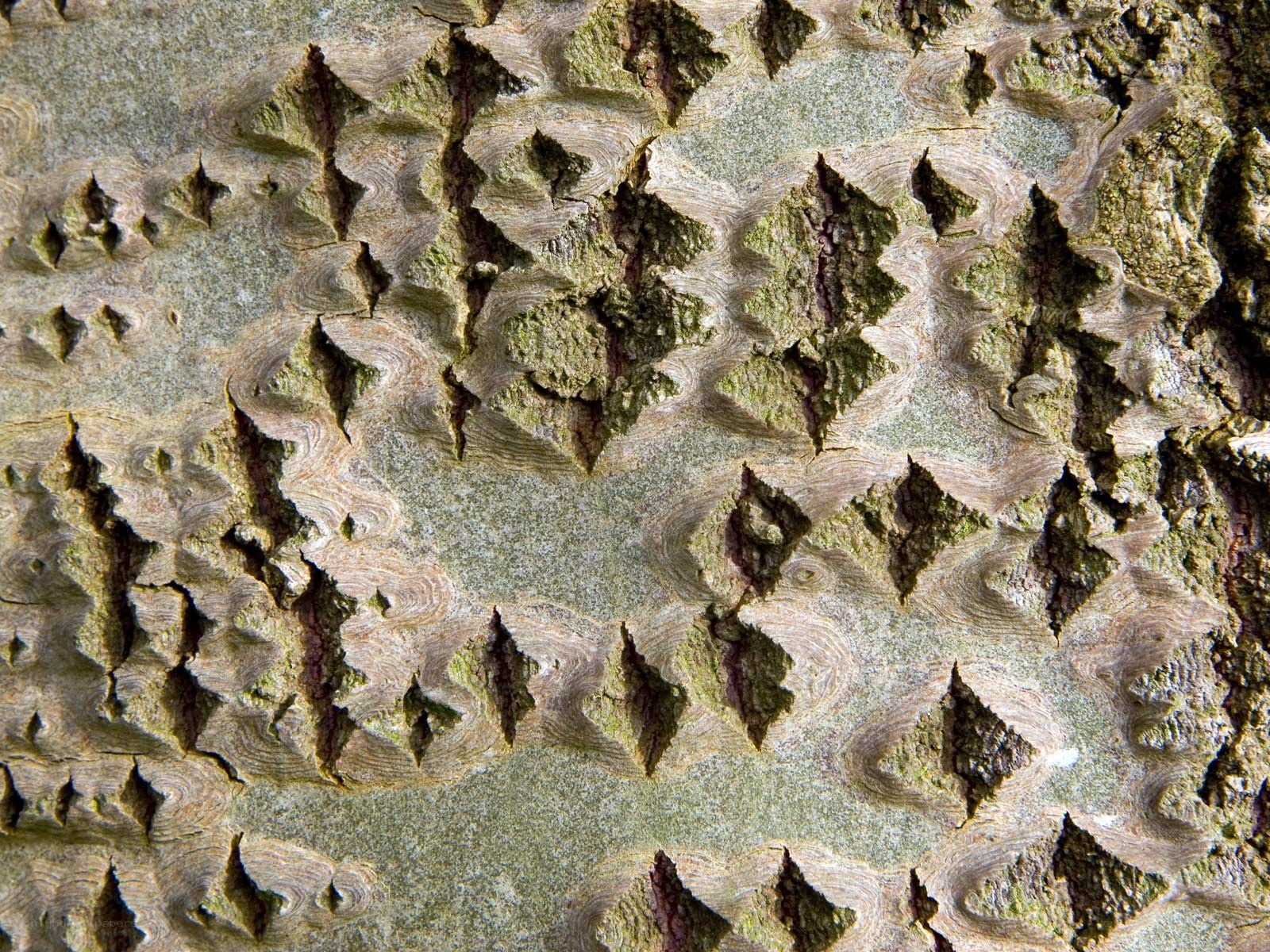 close-up of tree bark texture