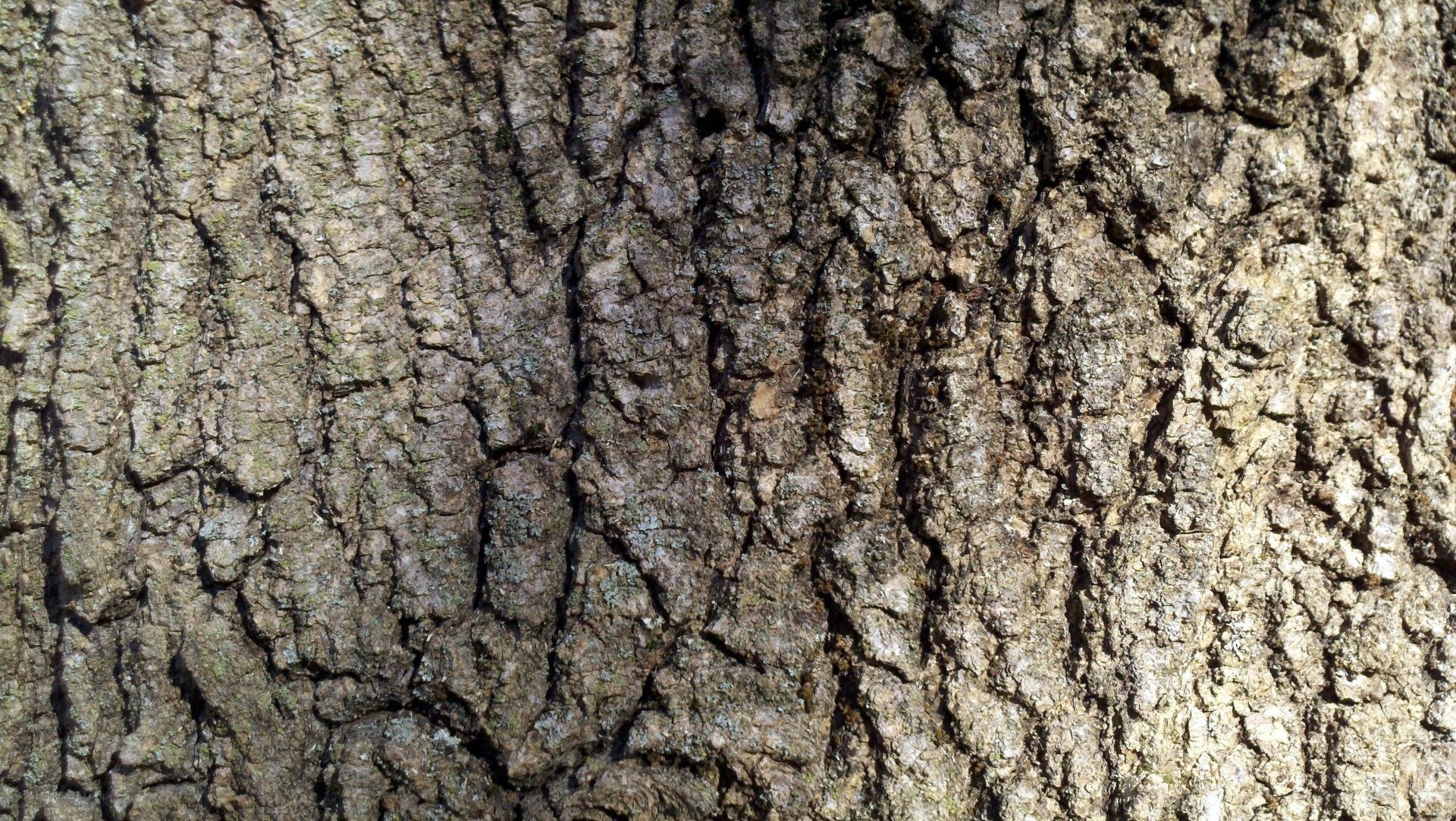 close-up of tree bark texture