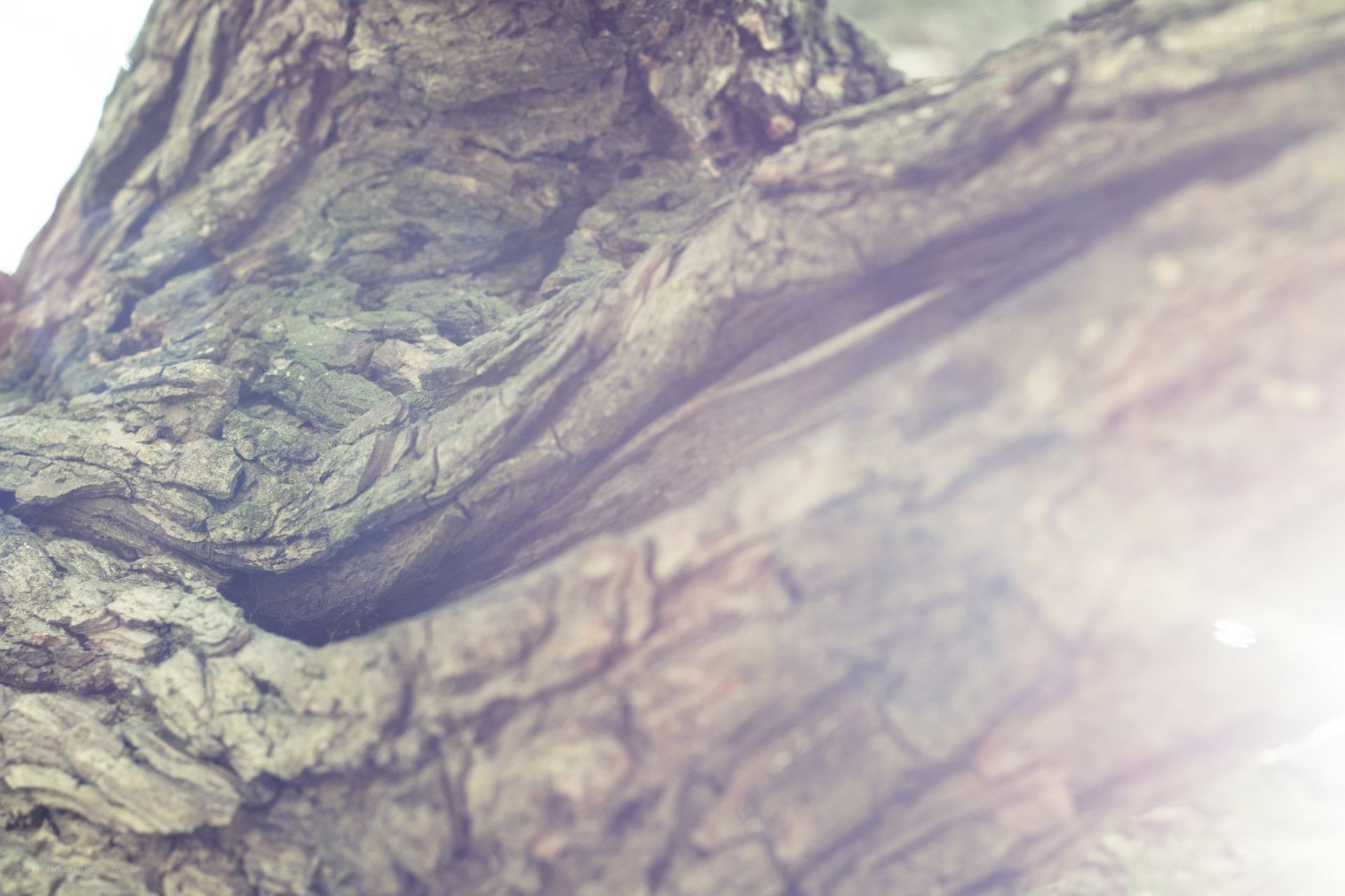 close-up of tree bark texture