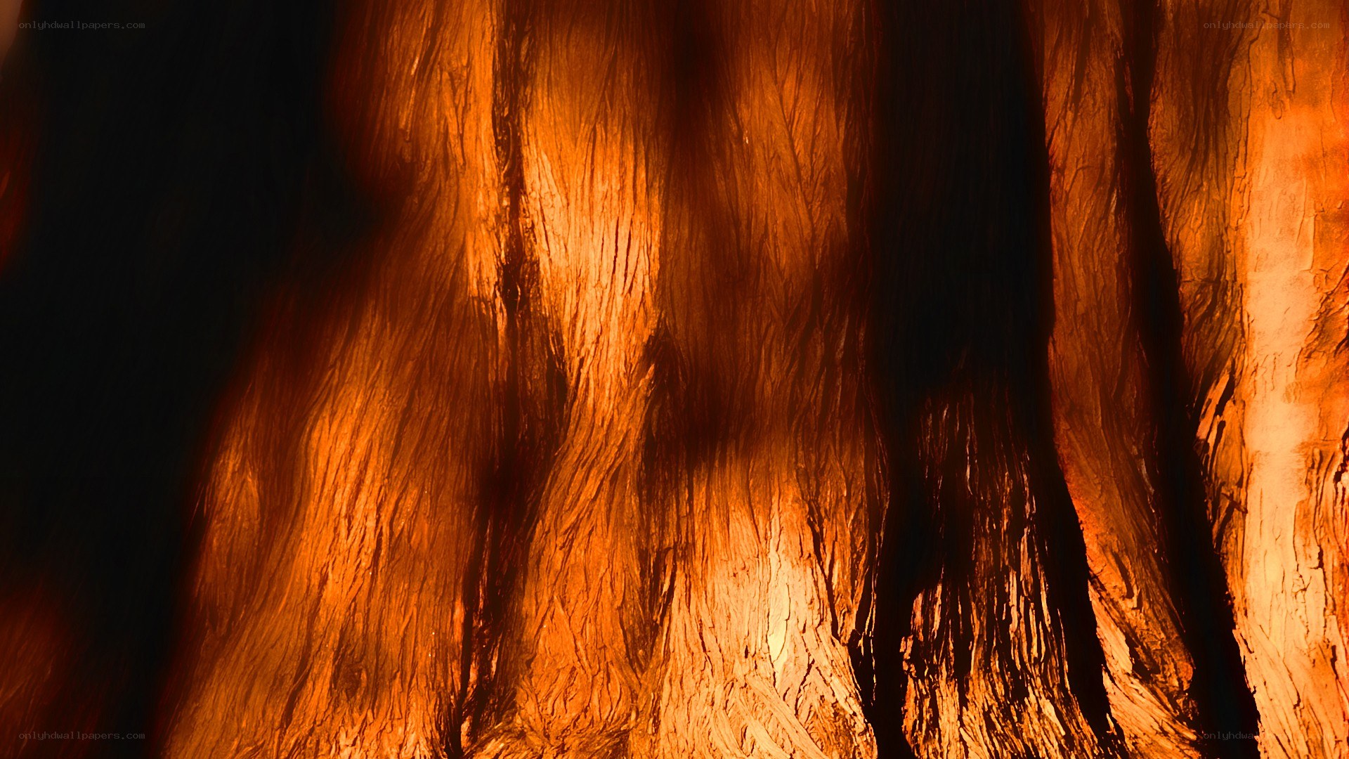 Close-up of tree bark texture